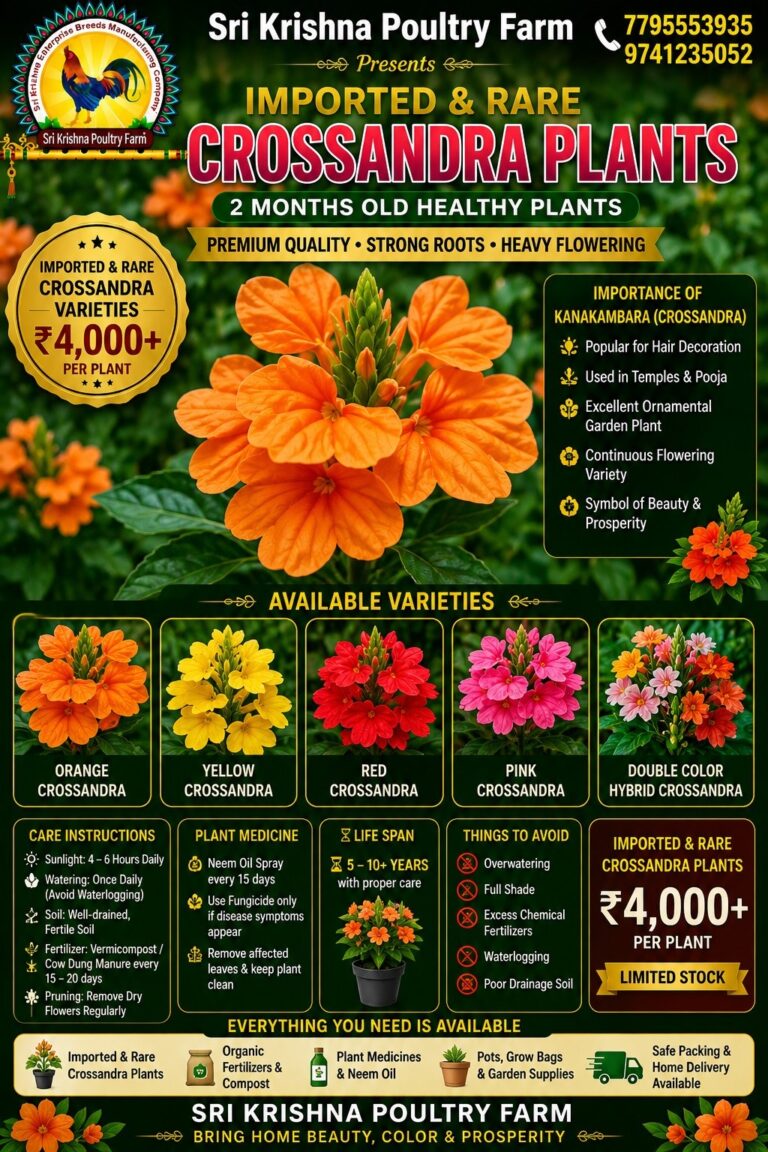 Crossandra