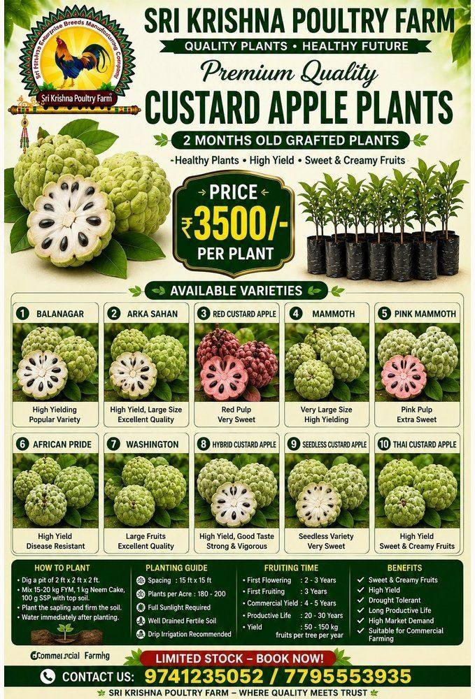 Custard Apple