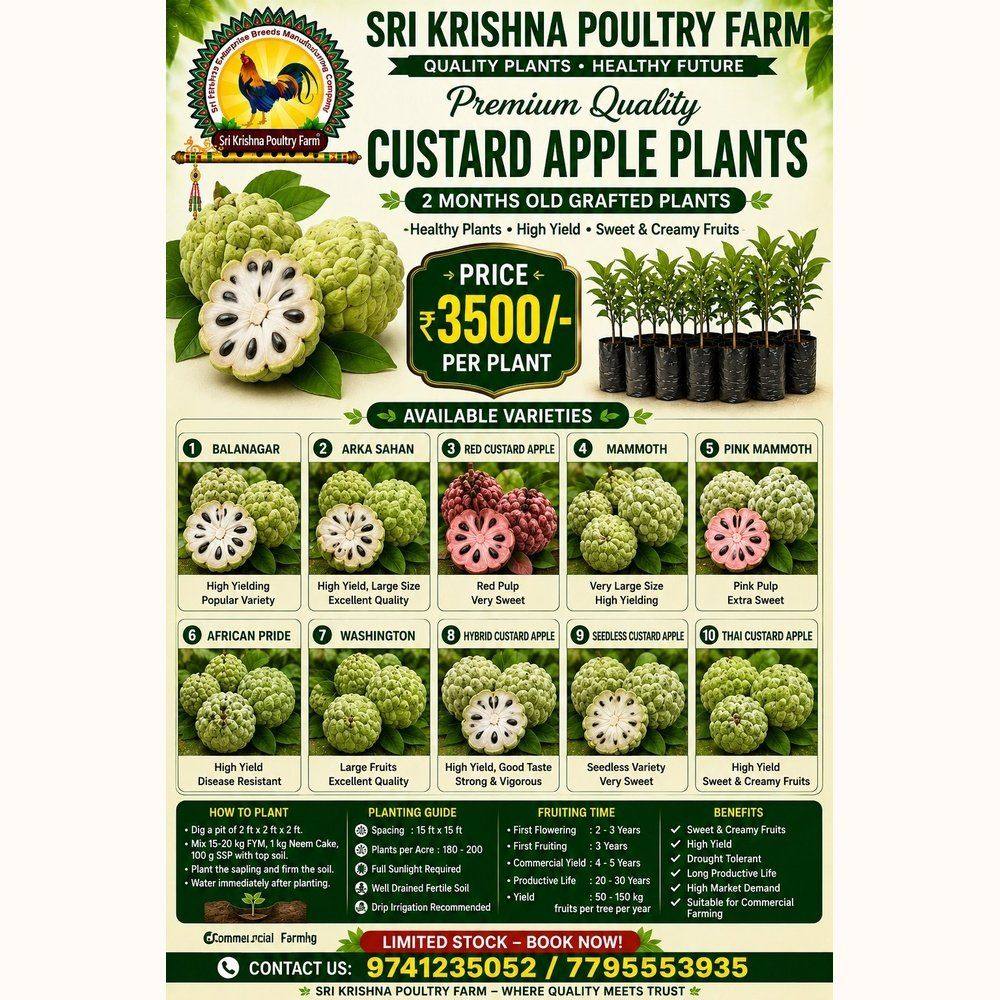 Custard Apple