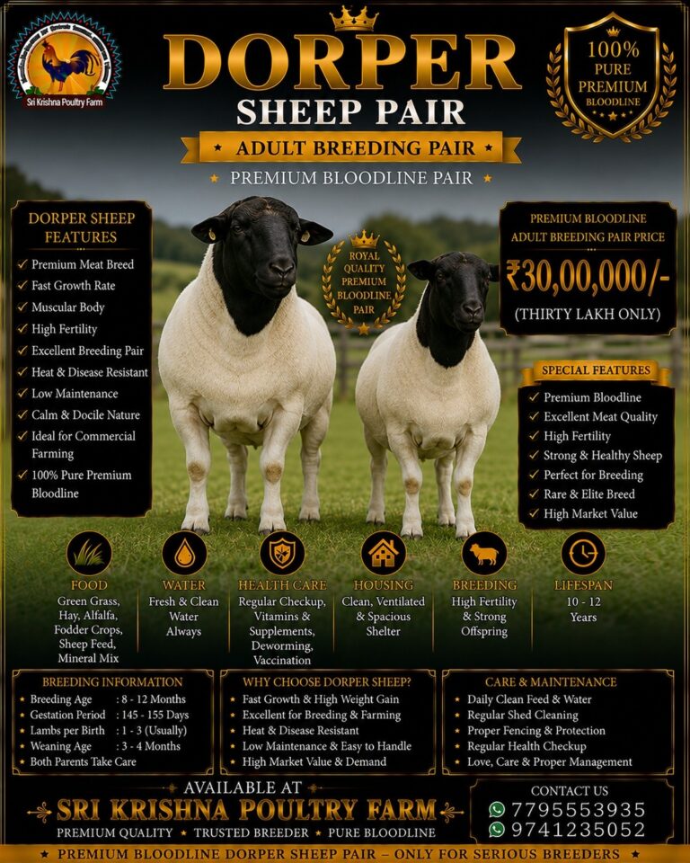 Dorper Sheep