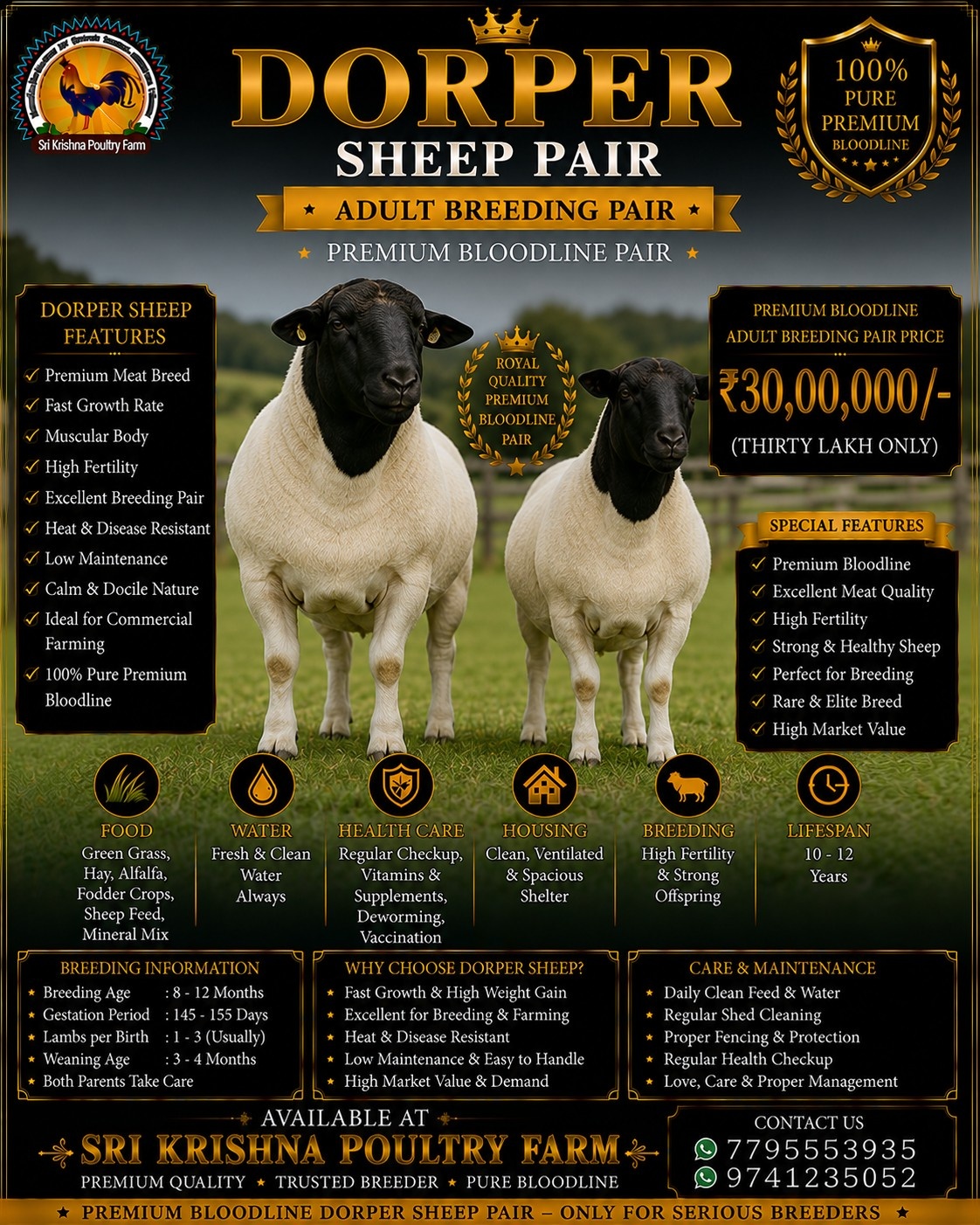 Dorper Sheep