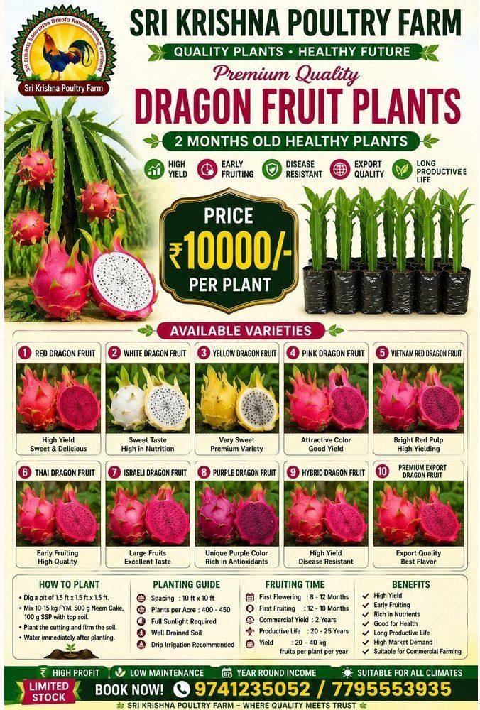 Dragon Fruit Plants