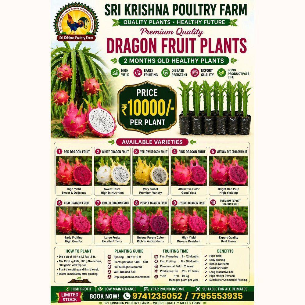 Dragon Fruit Plants