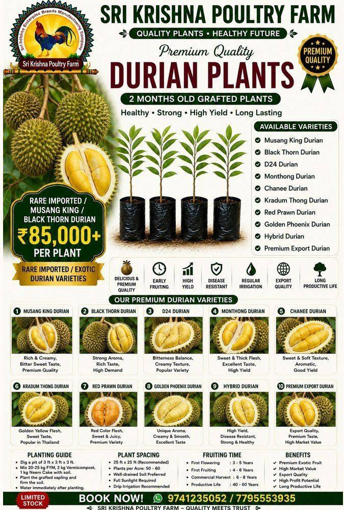 Durian Plants
