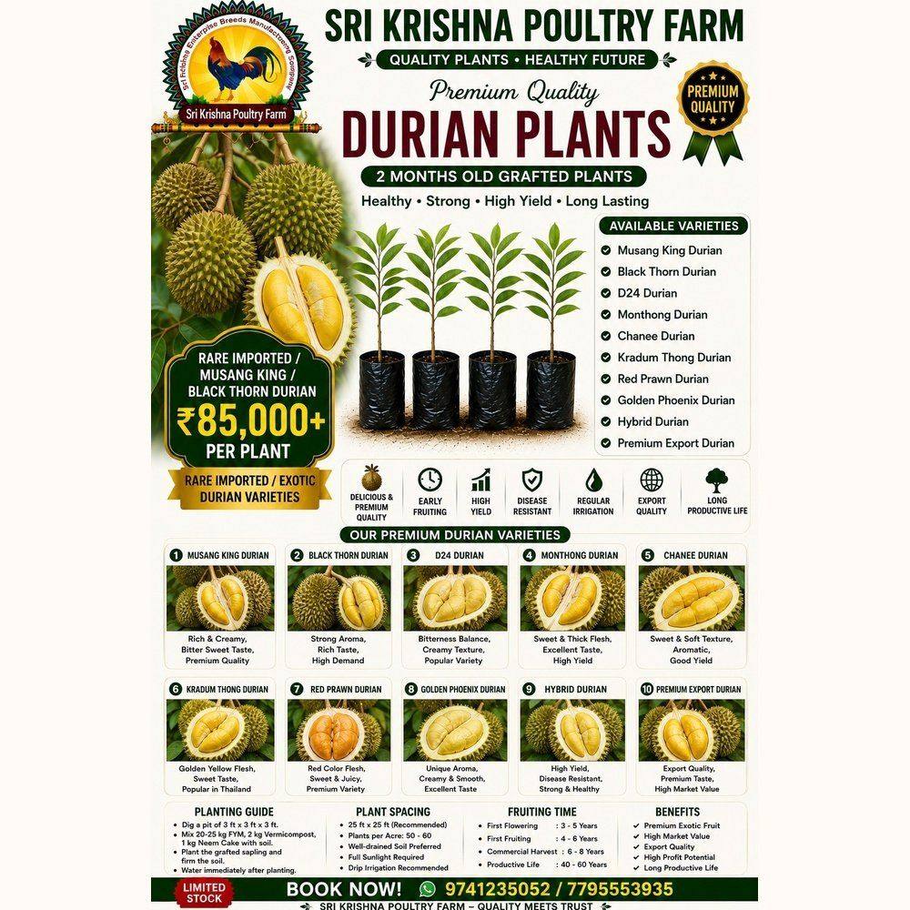 Durian Plants
