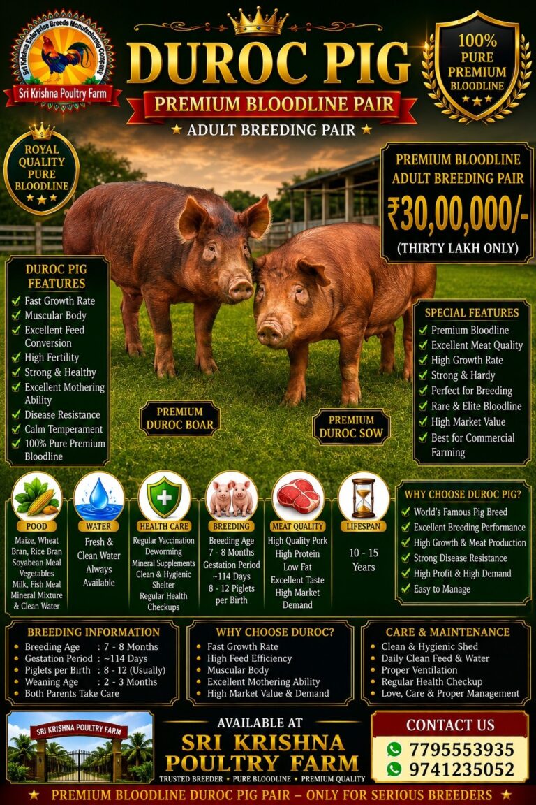 Duroc Pig