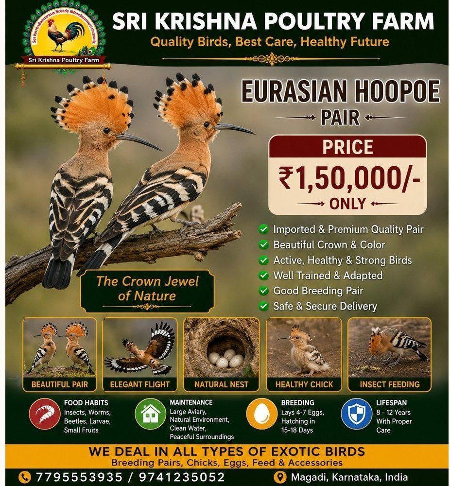Eurasian Hoopoe