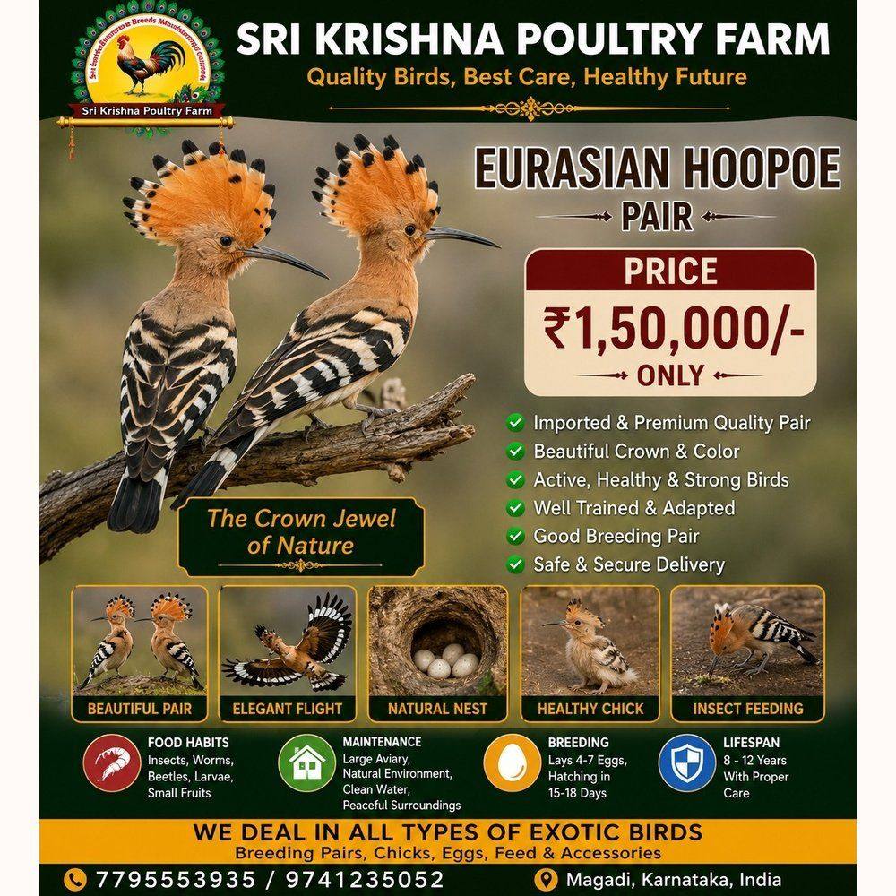 Eurasian Hoopoe