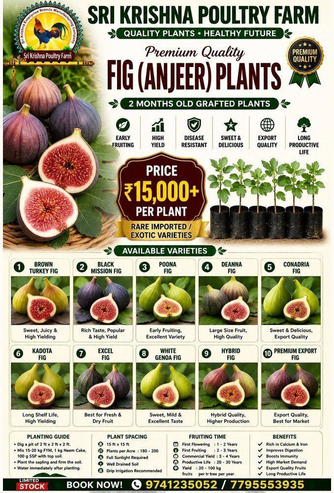 Fig Plants