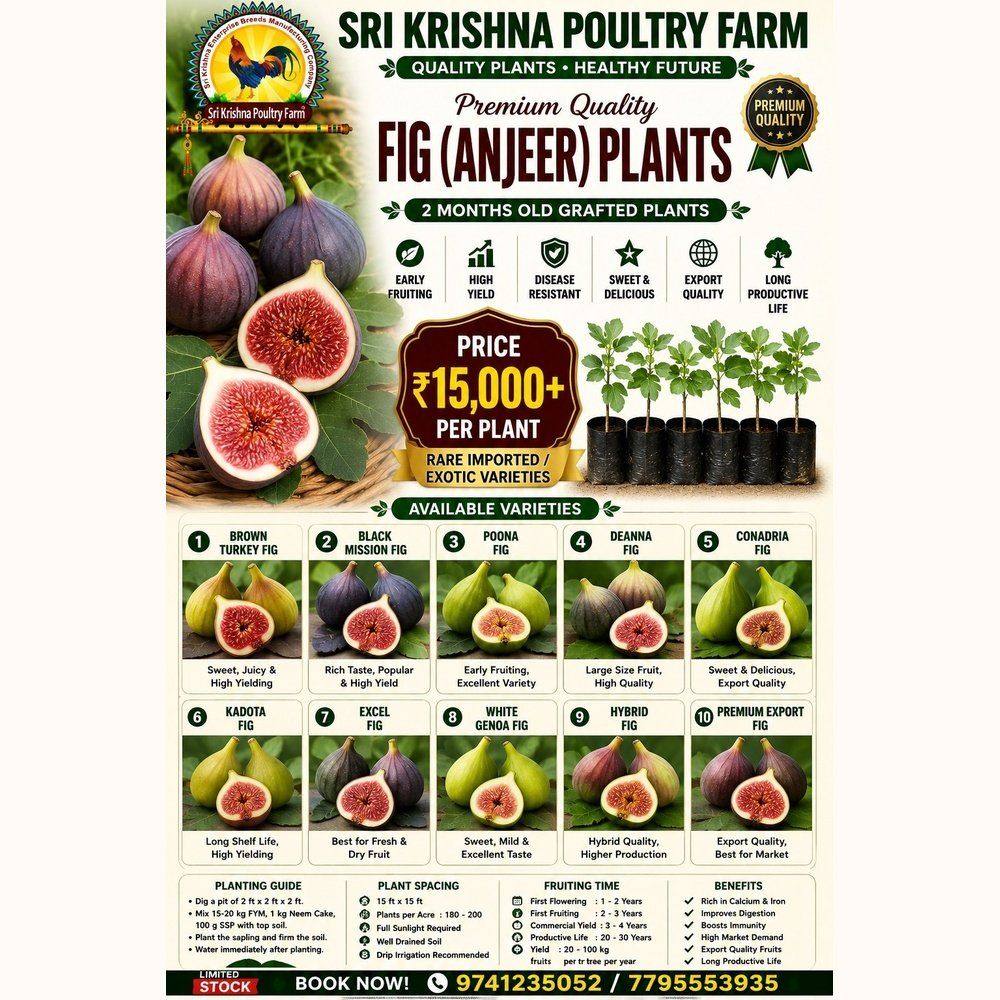 Fig Plants