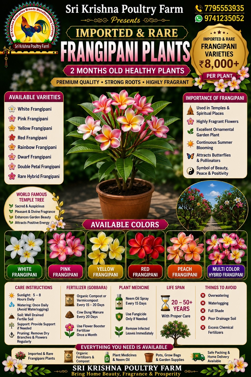 Frangipani