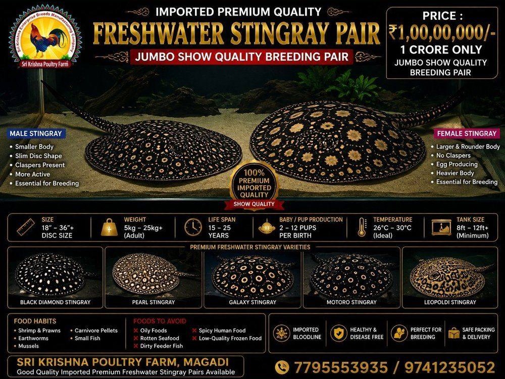 Freshwater Stingray