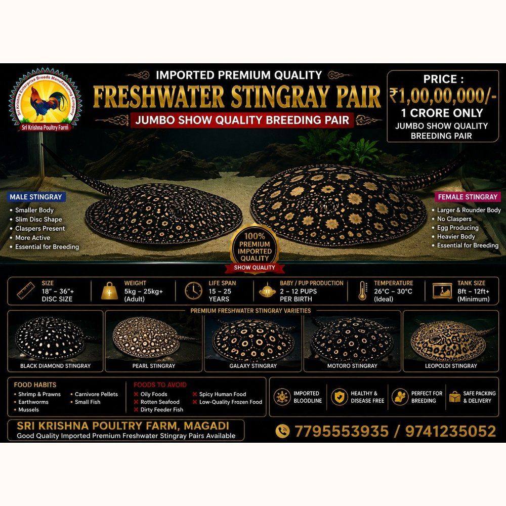 Freshwater Stingray