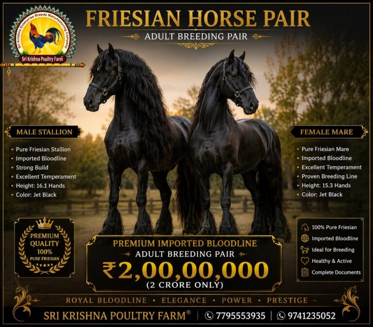 Friesian Horse
