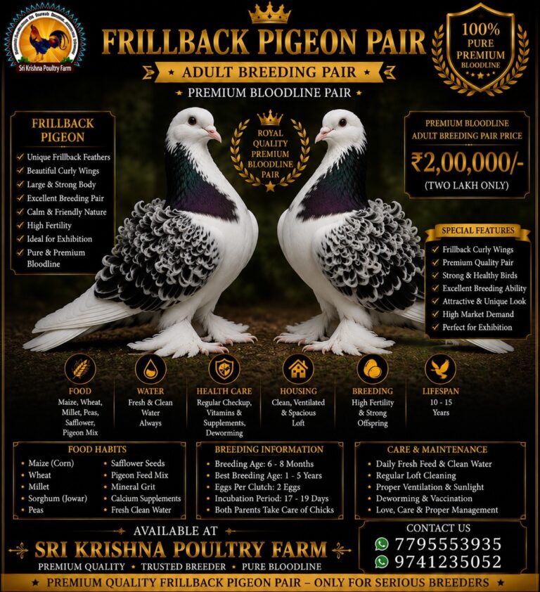 Frillback Pigeon