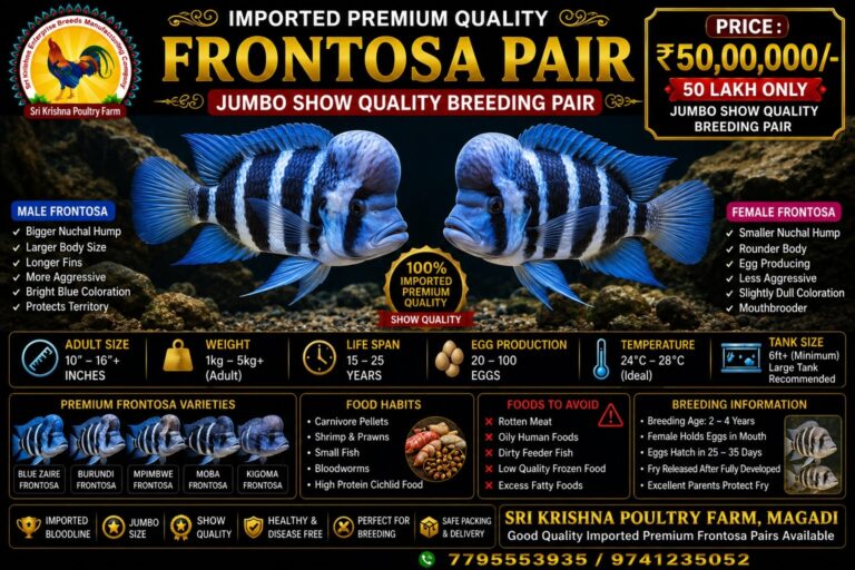 Frontosa
