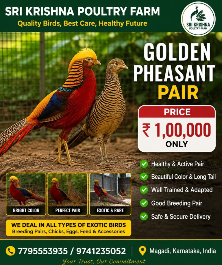 Golden Pheasant