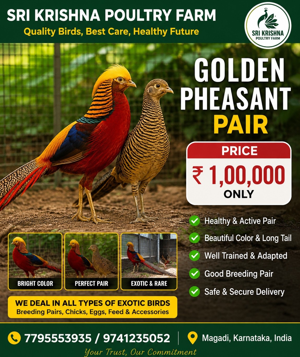 Golden Pheasant