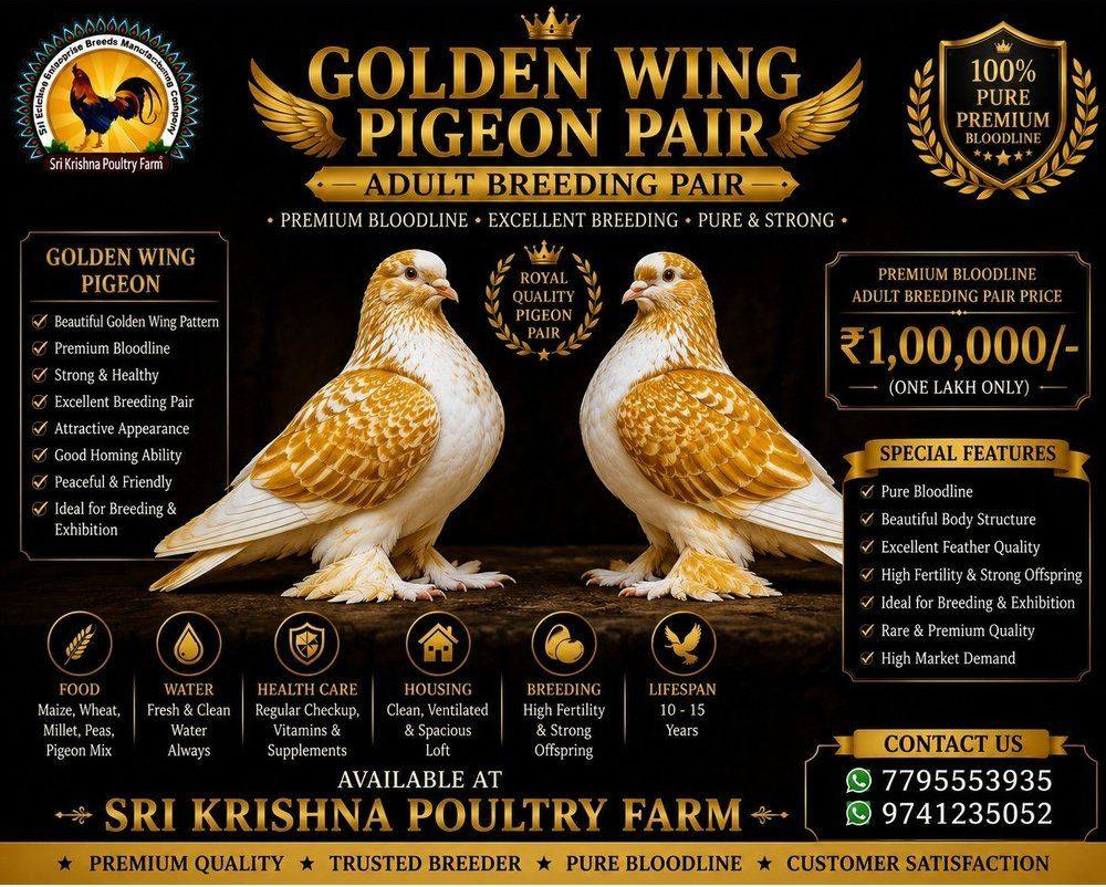 Golden Wing Pigeon