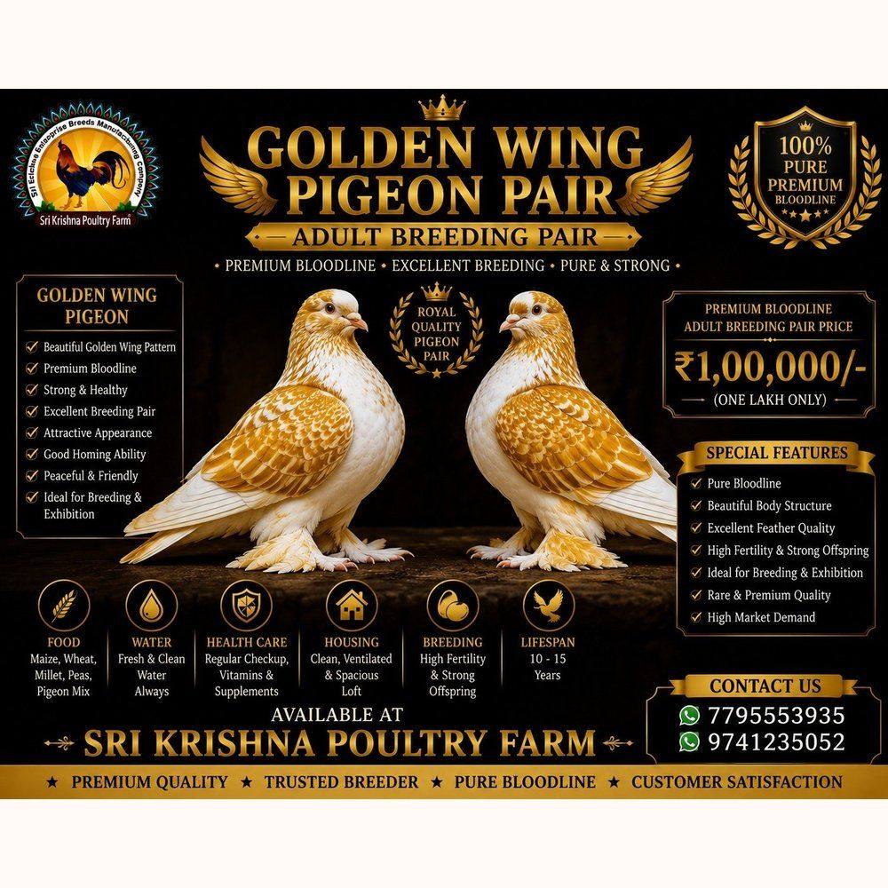 Golden Wing Pigeon