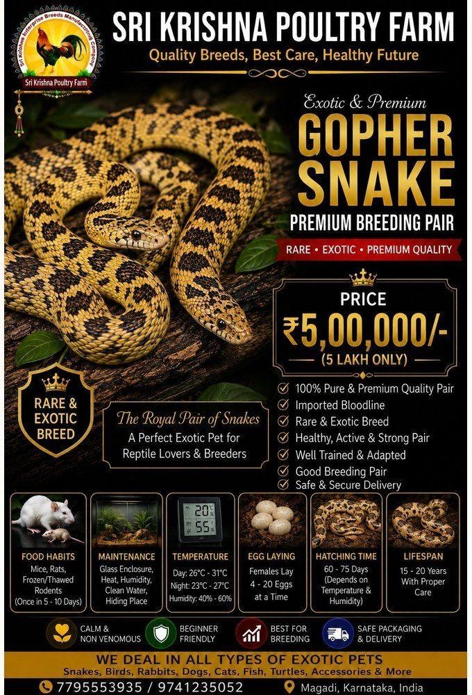 Gopher Snake