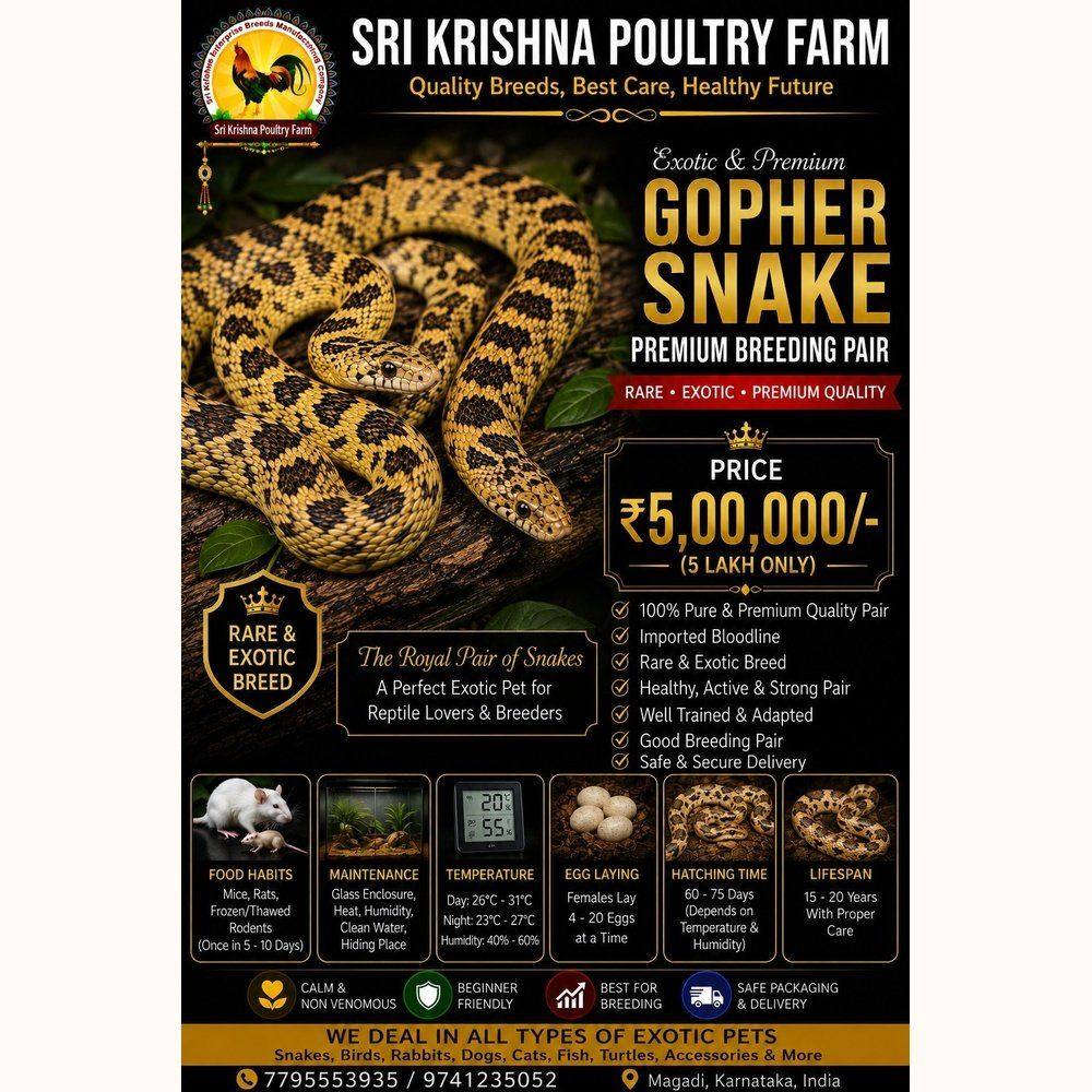 Gopher Snake