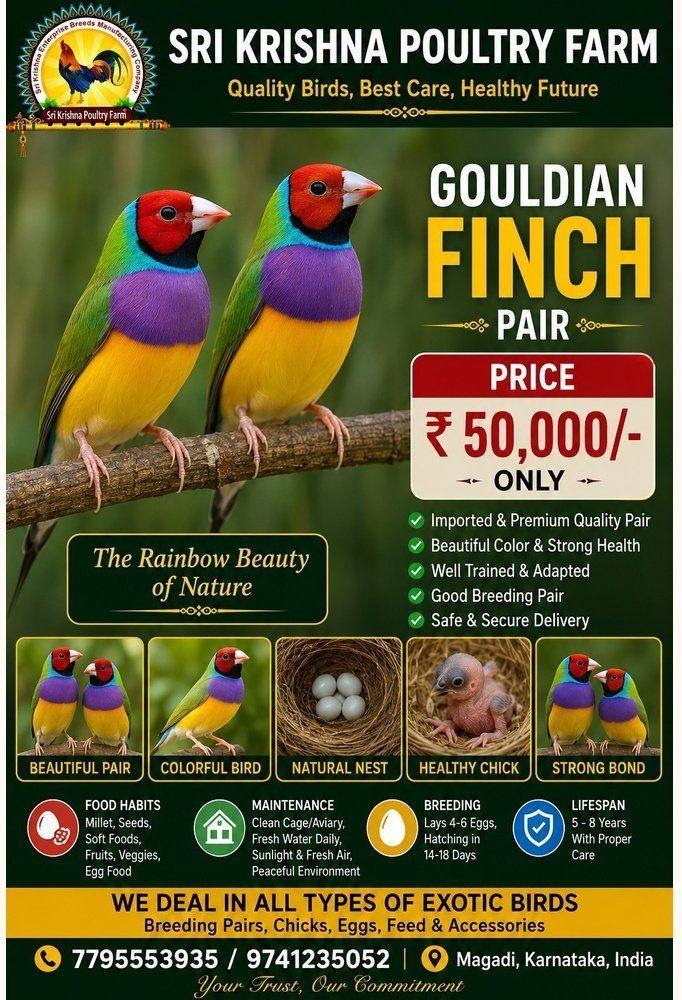 Gouldian Finch