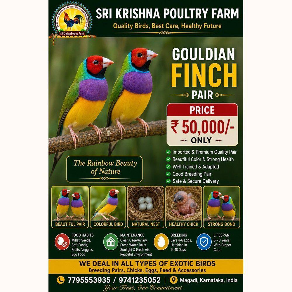 Gouldian Finch