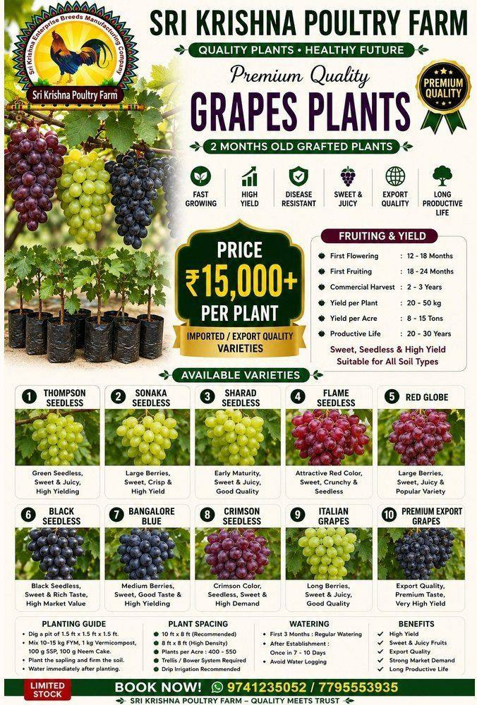 Grapes plants