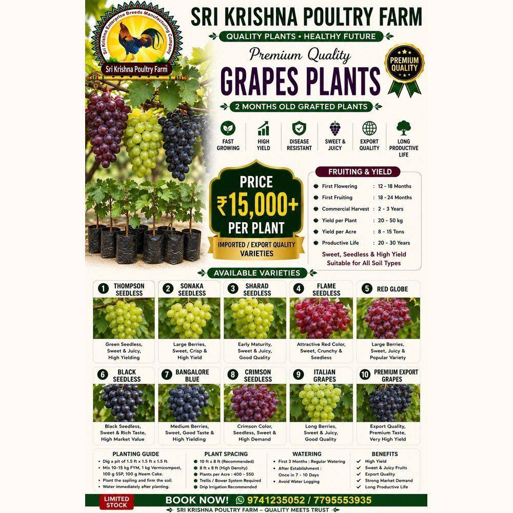 Grapes plants