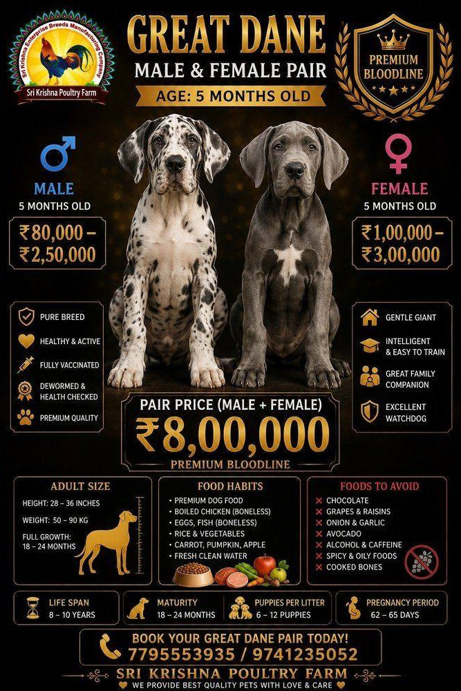 Great Dane