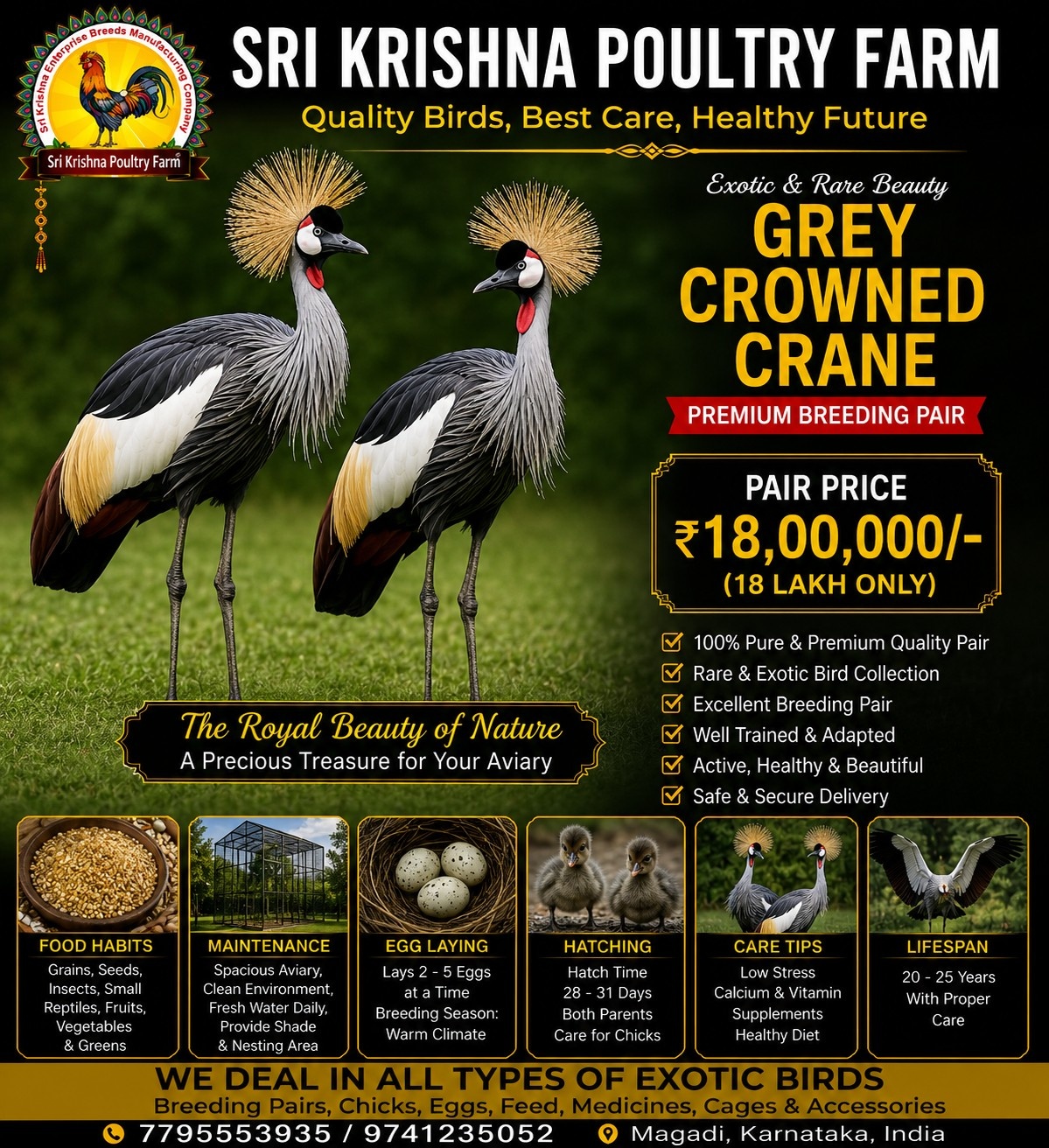Grey Crowned Crane