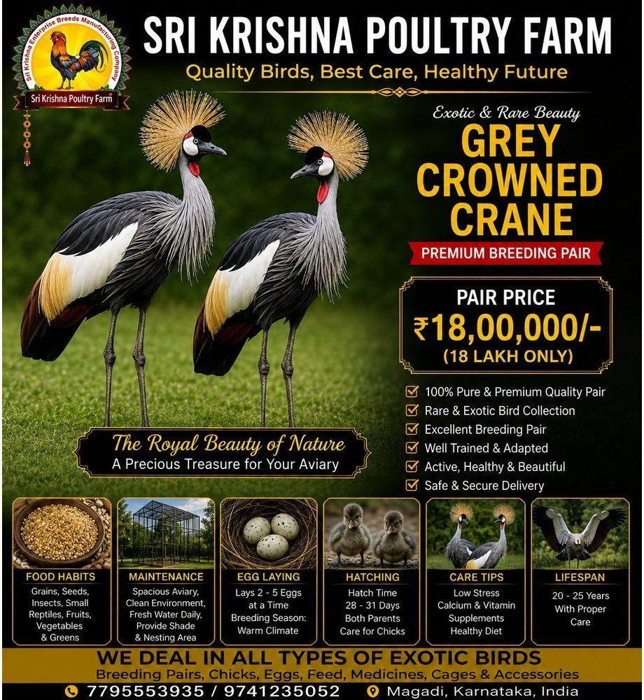 Grey Crowned Crane