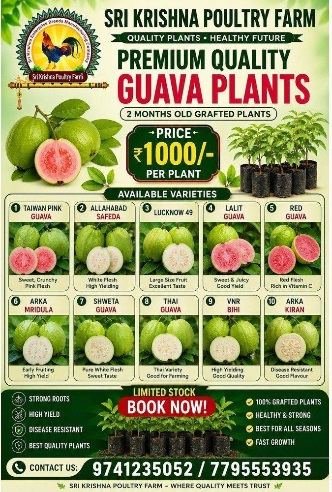 Guava Plants