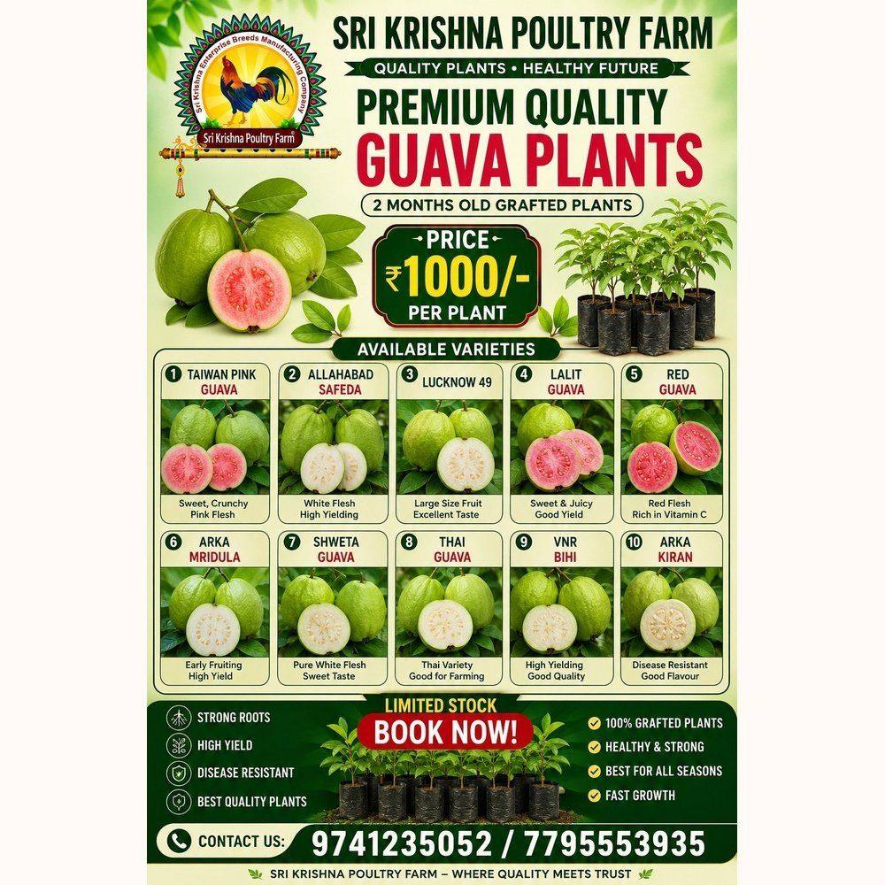 Guava Plants