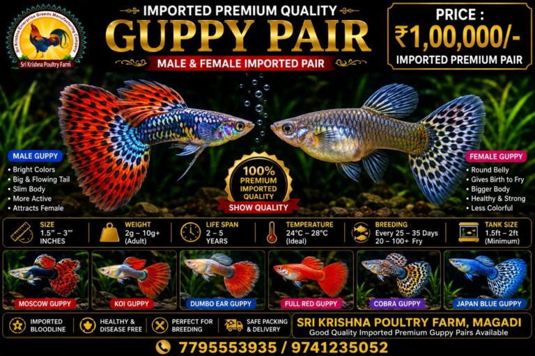 Guppy