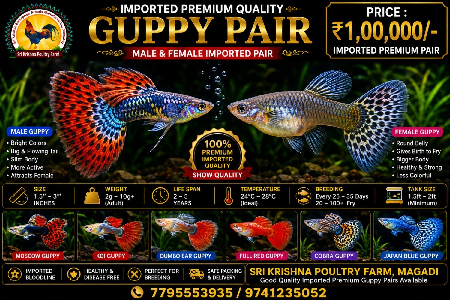 Guppy