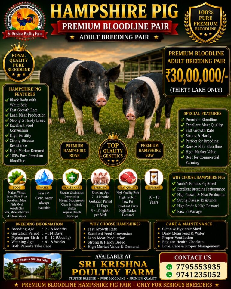 Hampshire Pig