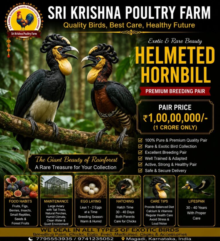 Helmeted Hornbill