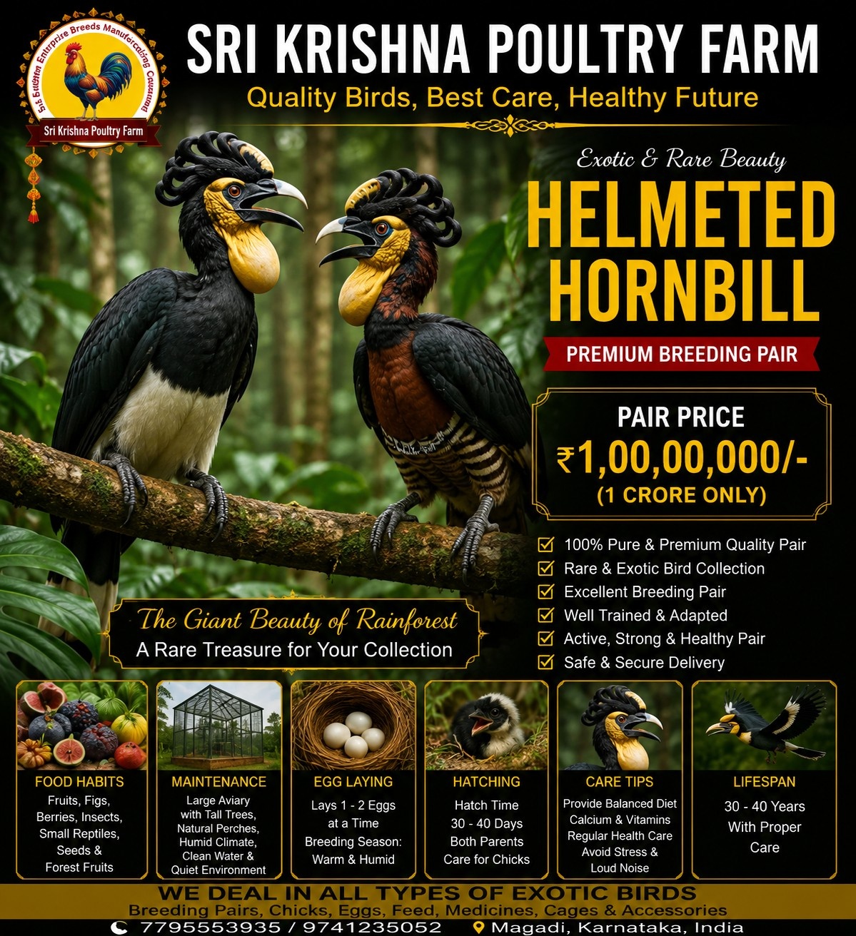 Helmeted Hornbill