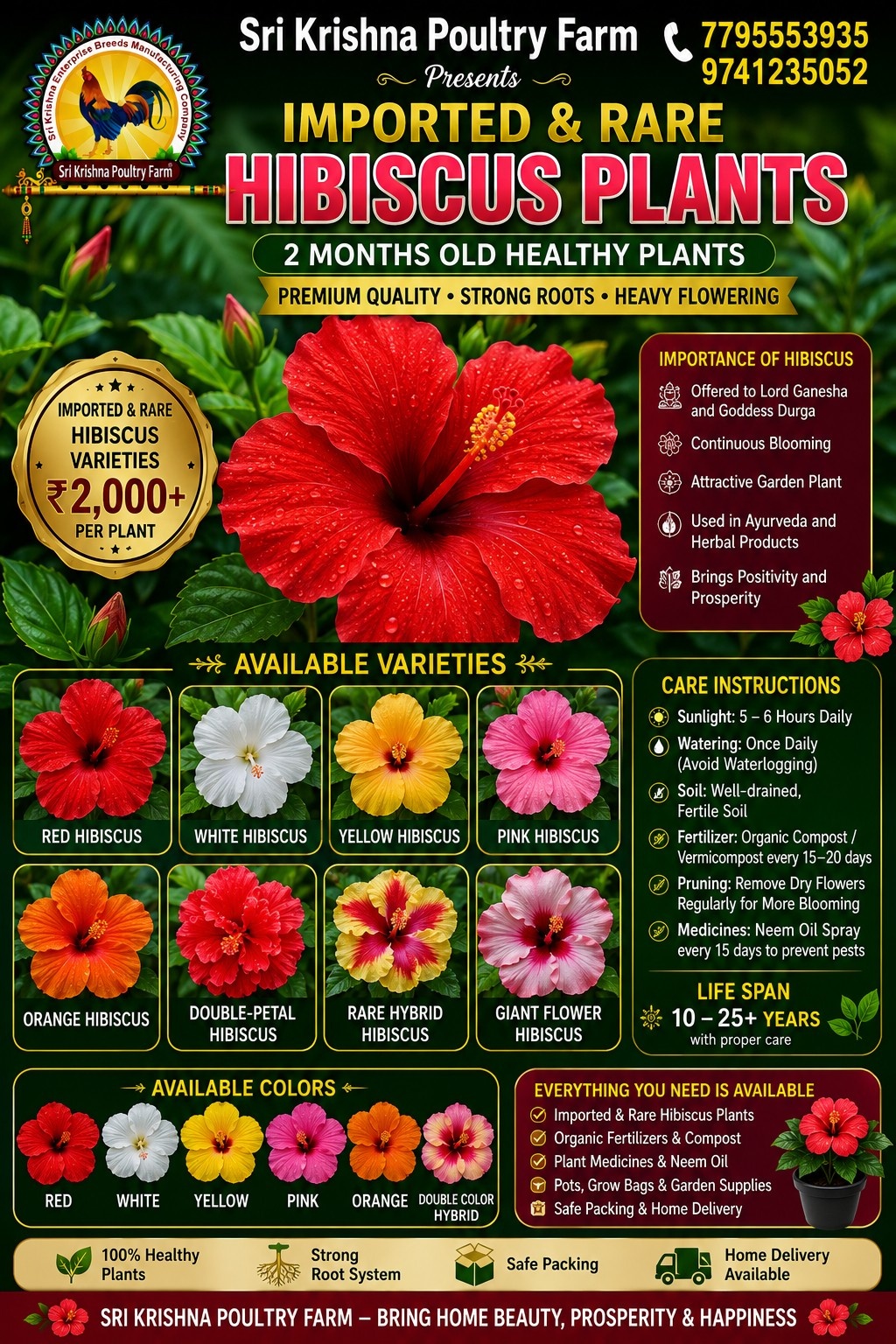 Hibiscus