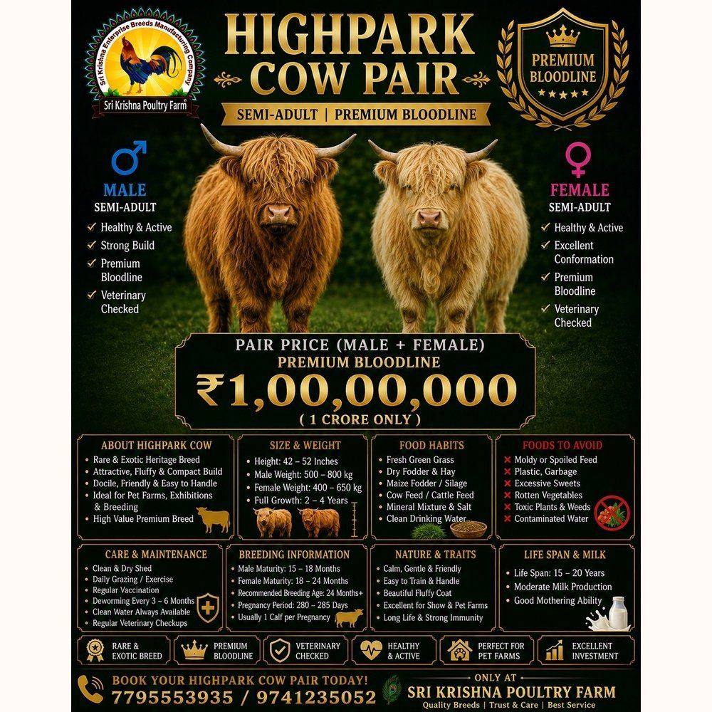 HighPark Cow