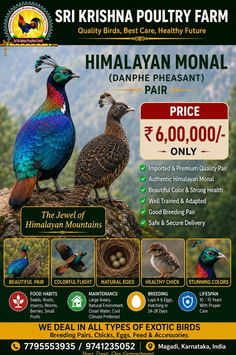 Himalayan Monal