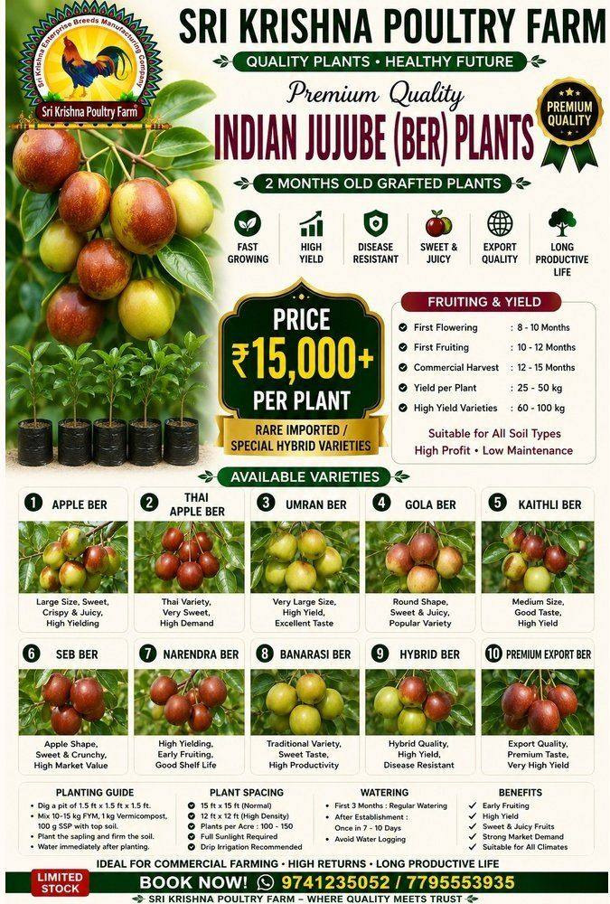 Indian Jujube