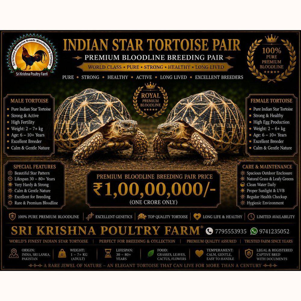 Indian Star Tortoise