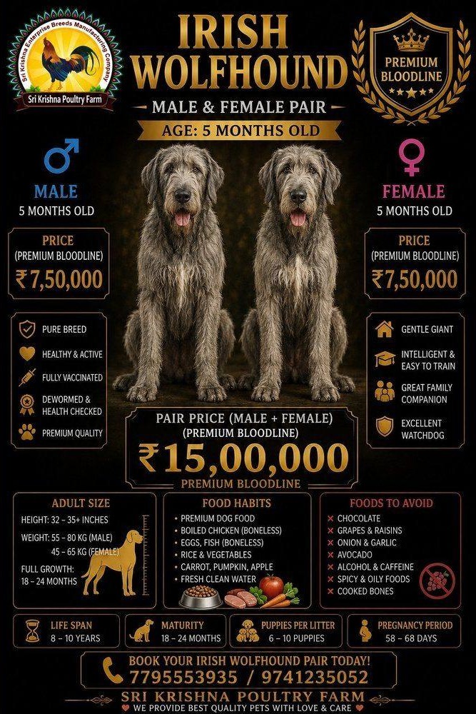 Irish Wolfhound