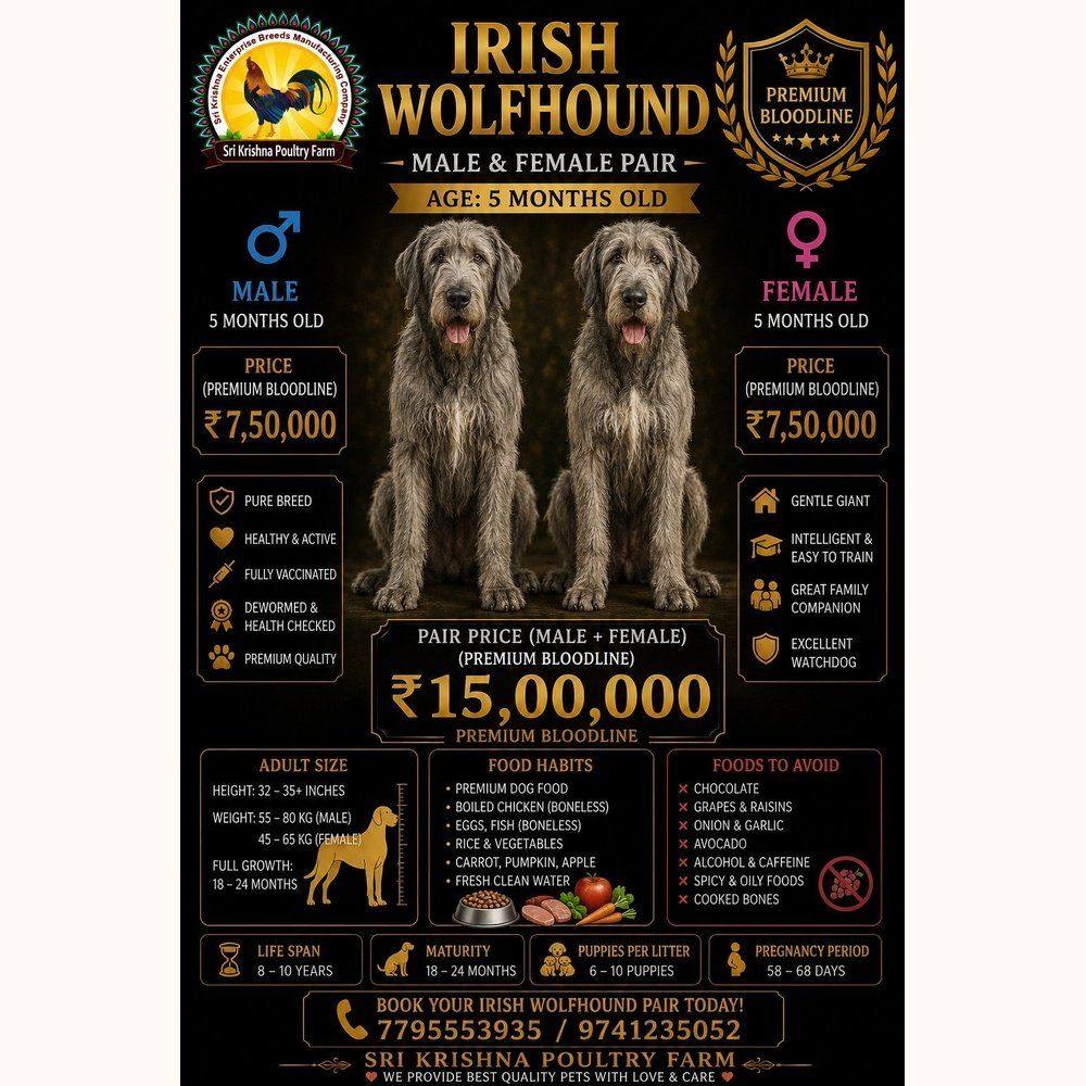 Irish Wolfhound