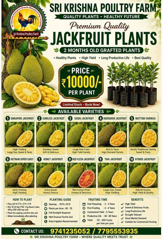 Jackfruit Plants
