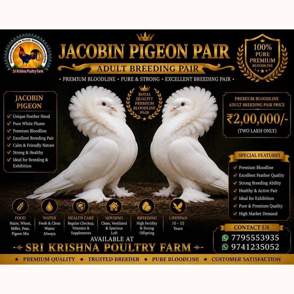 Jacobin Pigeon