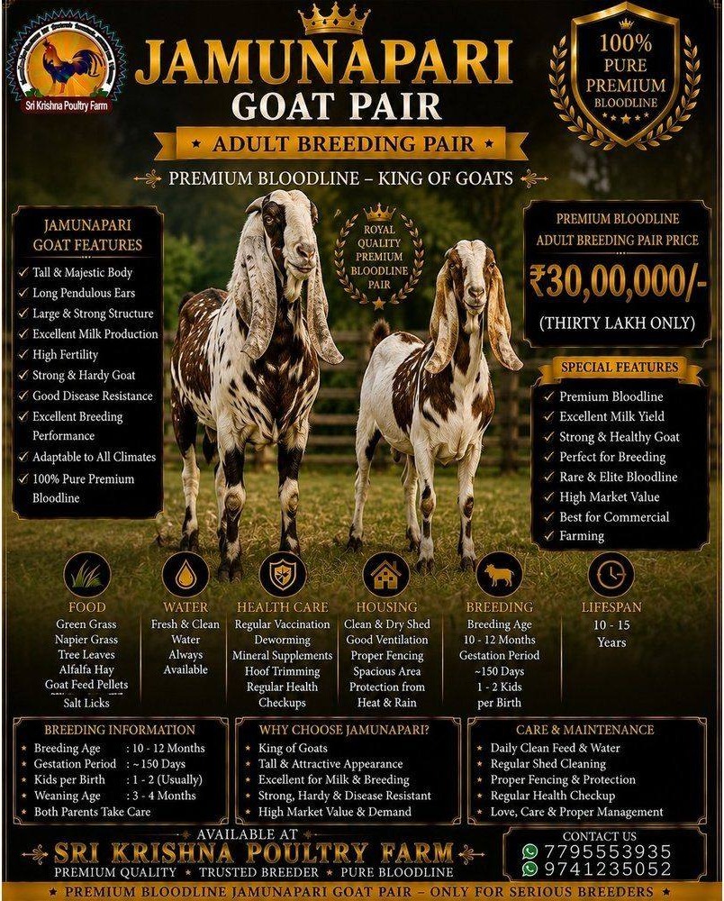 Jamunapari Goat